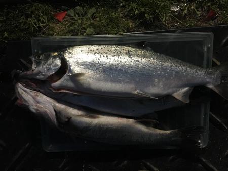 手ぶらでBBQ｜レアFishをねらえ！！③(若洲アウトドアセンター